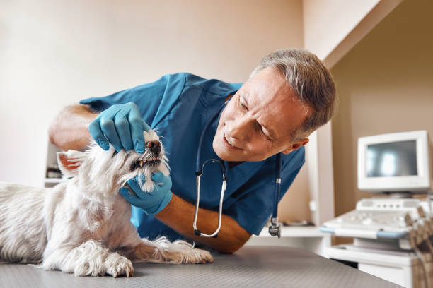 Best Same-Day Emergency Dental Services in Redwood Falls, MN